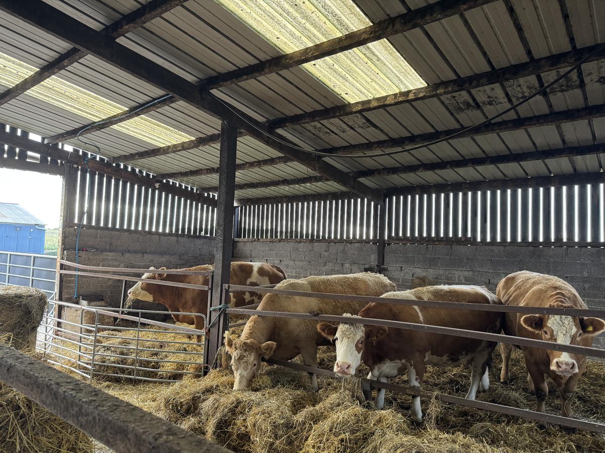 Cattle in the shed now covered by CCTV